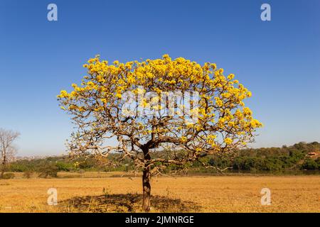 Goiania, Goiás, Brazil – July 08, 2022: A yellow flowering ipê (Handroanthus albus) on the side of the GO-462 highway, in a dry period in the cerrado. Stock Photo