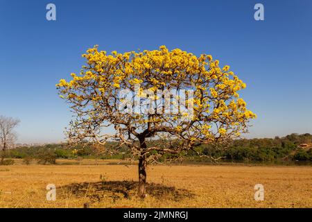 Goiania, Goiás, Brazil – July 08, 2022: A yellow flowering ipê (Handroanthus albus) on the side of the GO-462 highway, in a dry period in the cerrado. Stock Photo