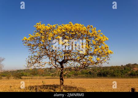 Goiania, Goiás, Brazil – July 08, 2022: A yellow flowering ipê (Handroanthus albus) on the side of the GO-462 highway, in a dry period in the cerrado. Stock Photo