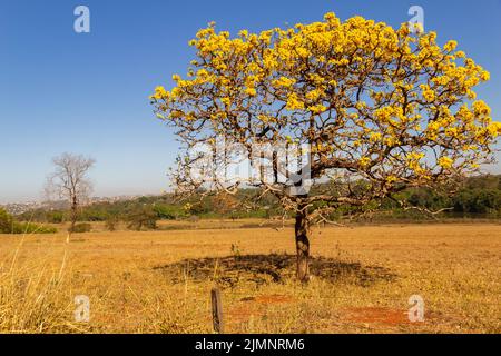 Goiania, Goiás, Brazil – July 08, 2022: A yellow flowering ipê (Handroanthus albus) on the side of the GO-462 highway, in a dry period in the cerrado. Stock Photo