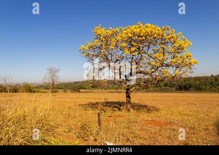 Goiania, Goiás, Brazil – July 08, 2022: A yellow flowering ipê (Handroanthus albus) on the side of the GO-462 highway, in a dry period in the cerrado. Stock Photo