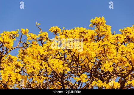 Goiania, Goiás, Brazil – July 08, 2022: Yellow flowered ipe. Details of yellow ipe branches with blue sky in the background. Handroanthus albus. Stock Photo