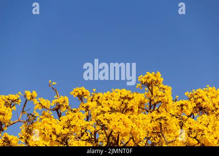 Goiania, Goiás, Brazil – July 08, 2022: Yellow flowered ipe. Details of yellow ipe branches with blue sky in the background. Handroanthus albus. Stock Photo