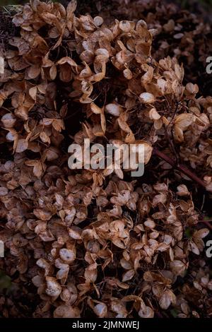 Moody dark art floral photo with little dried flowers of hydrangea on a dark dry brown background Stock Photo