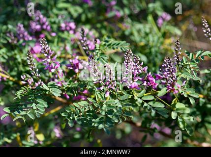 Pink purple flowers and buds of Australian native Indigo, Indigofera australis, family Fabaceae. Widespread in woodland and open forest in most states Stock Photo