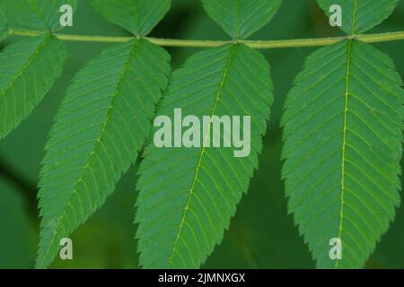 Bright saturated green young leaves of Sorbaria sorbifolia. Close. Gardening. Green leaf background. Stock Photo