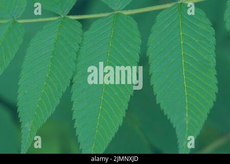Bright saturated green young leaves of Sorbaria sorbifolia. Close. Gardening. Green leaf background. Stock Photo