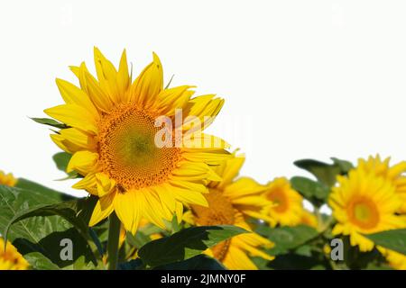 Sunflower flowers close-up on a background of blue sky. Helianthus herbaceous oilseed field. Agriculture. Travel Ukraine. Stock Photo