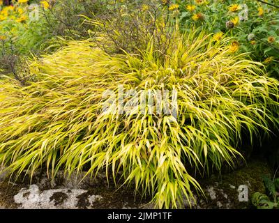 Flowing cascade of golden foliage of the hardy Japanese forest grass, Hakonechloa macra 'All Gold' Stock Photo