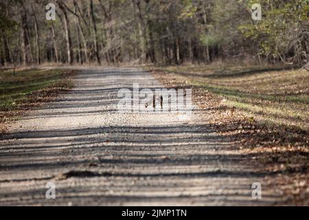 Common raccoon (Procyon lotor) crossing a gravel road Stock Photo