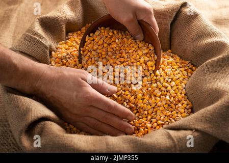 Caucasian male hands filling clay bowl with maize corns from burlap sack Stock Photo