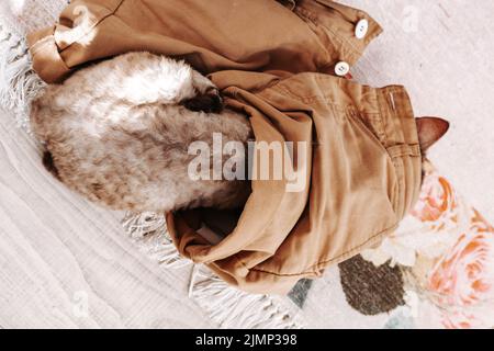 Adorable cat devon rex sleeping. Stock Photo