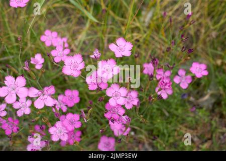 Dianthus deltoides in bloom Stock Photo