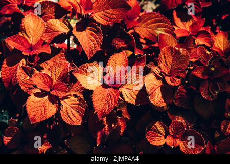 Close-up of burgundy/ red and yellow leaves of solenostemon Scutellarioides Henna, Coleus Henna Stock Photo