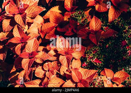 Close-up of burgundy/ red and yellow leaves of solenostemon Scutellarioides Henna, Coleus Henna Stock Photo