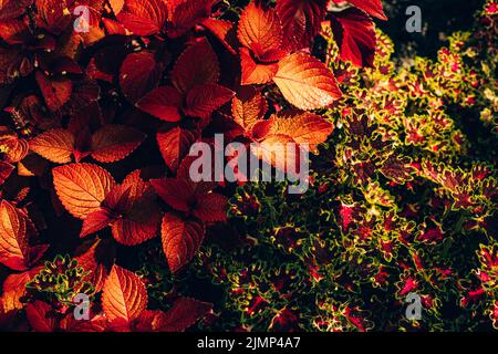 Close-up of burgundy/ red and yellow leaves of solenostemon Scutellarioides Henna, Coleus Henna Stock Photo