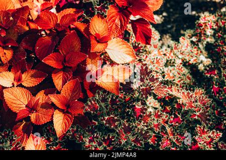 Close-up of burgundy/ red and yellow leaves of solenostemon Scutellarioides Henna, Coleus Henna Stock Photo