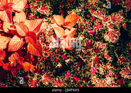 Close-up of burgundy/ red and yellow leaves of solenostemon Scutellarioides Henna, Coleus Henna Stock Photo