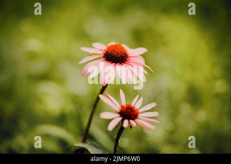Beautiful healing echinacea flowers with pink petals bloom on long stems in the summer. The beauty of nature. Stock Photo