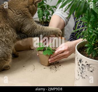Woman is planting plants in paper plastic cups on the table, next to an adult gray cat lies. Homework growing sprouts Stock Photo