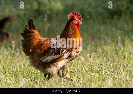 close-up nice adult male rooster in the green field looking for food for the day Stock Photo