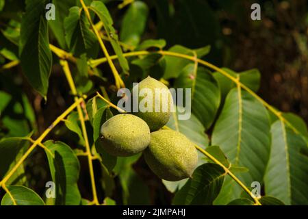 Fresh green walnuts ripening on their walnut tree Stock Photo