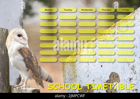 Portrait of bright form of barn owl posing on the fence and looking on school timetable. Stock Photo