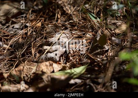 Little brown skink (Scincella lateralis) crawling along dead pine needles Stock Photo