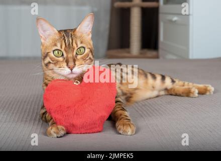 Bengal cat with toy heart on the bed in the bedroom Stock Photo