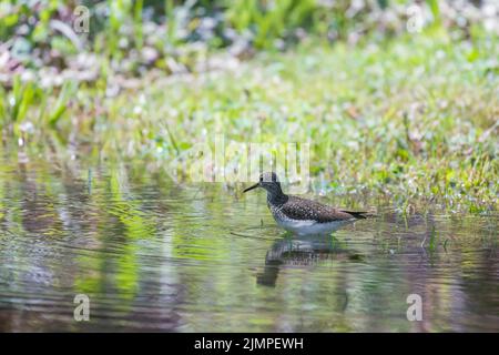 Solitary sandpiper (Tringa solitaria) looking for prey. Chesapeake and Ohio Canal National Historical Park. Maryland. USA Stock Photo