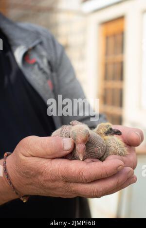 A pair of pigeon chick in fancier hand Stock Photo