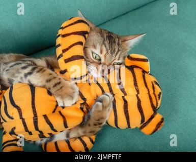 The cat plays with a toy and lies on the green sofa Stock Photo