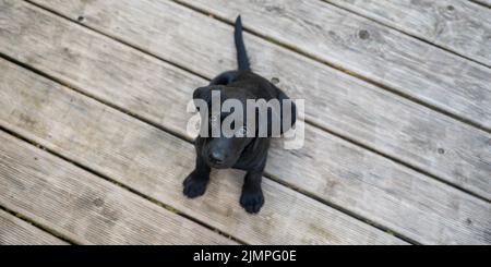 Overhead view of adorable black labrador puppy sitting on wooden floor looking up towards the camera. Stock Photo