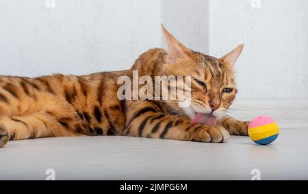 Bengal cat is resting on the floor, licking its paw Stock Photo