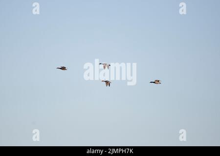 Four mallard ducks (Anas platyrhynchos), two hens and two drakes, in flight across a clear blue sky Stock Photo