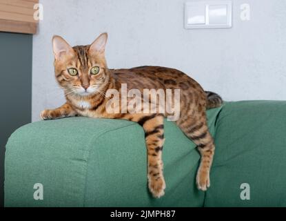 Bengal cat relaxes on the sofa in the living room, lying in a funny pose on the blanket. Stock Photo