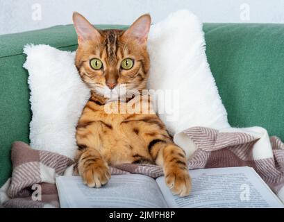 Domestic tabby cat on the couch with an open book Stock Photo