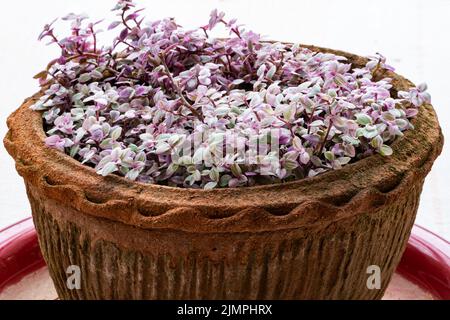 High angle view of Callisia repens 'Pink Lady' in a clay pot on red plastic tray. Stock Photo