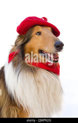 Portrait of rough collie with beret and red scarf. San Fermin celebration Stock Photo