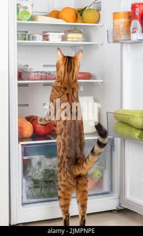 Cat food in outlet the fridge