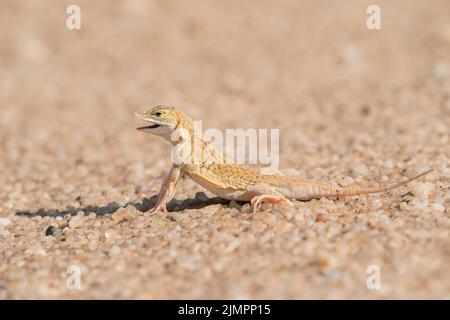 Shovel-snouted Lizard, Meroles anchietae, singel adult resting on hot sand, Namib desert, Namibia, 16 July 2022 Stock Photo