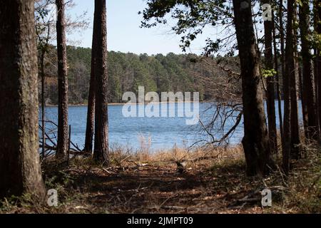 Pretty blue water in an opening past a dark pine straw covered path through a forest Stock Photo