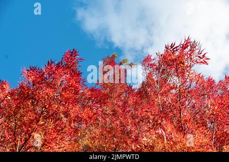 The blazing red leaves of the narrow leaved ash, Fraxinus angustifolia taken underneath, contrasting with the blue autumn sky and fluffy white cloud Stock Photo