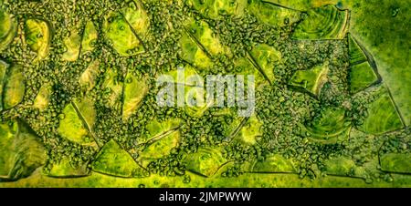 Green stained glass window texture background Stock Photo