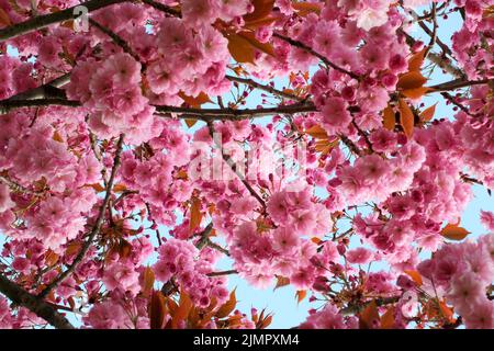 Soft pink cherry blossom flowers on a tree surrounded by leaves and branches against a blue sunlit spring sky Stock Photo