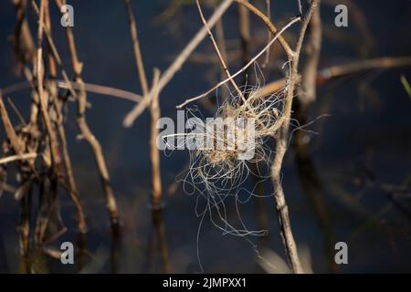 Tangled fishing line in a ball near plants jutting out of shallow water Stock Photo