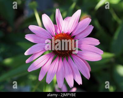 Fantastic purple coneflower (Echinacea purpurea) in the dappled shade of a garden in Ottawa, Ontario, Canada. Stock Photo