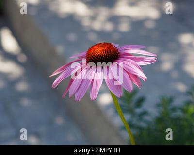 A shaded purple coneflower (Echinacea purpurea) against some concrete steps in a garden in Ottawa, Ontario, Canada. Stock Photo