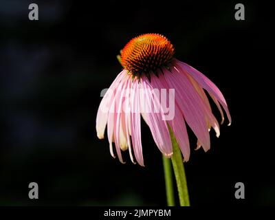 A fading purple cone flower (Echinacea purpurea) against a dark background in a garden in Ottawa, Ontario, Canada. Stock Photo