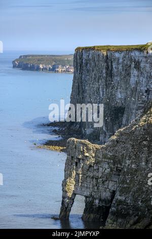 The amazing 400ft sea cliffs at Bempton on the Yorkshire Coast. These chalk cliffs offer lots of sheltered headlands and crevices for nesting birds. Stock Photo